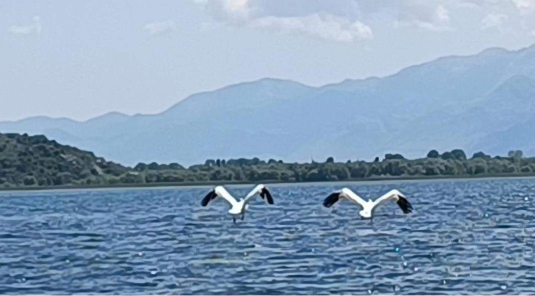 Holiday Home Haustor With Skadar Lake View Podgorica Kültér fotó