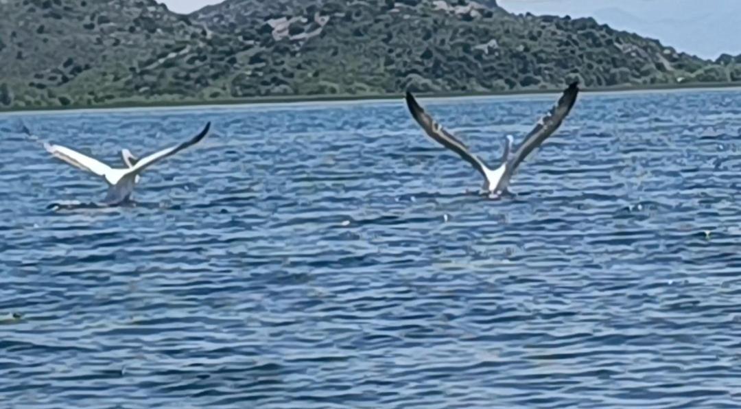 Holiday Home Haustor With Skadar Lake View Podgorica Kültér fotó
