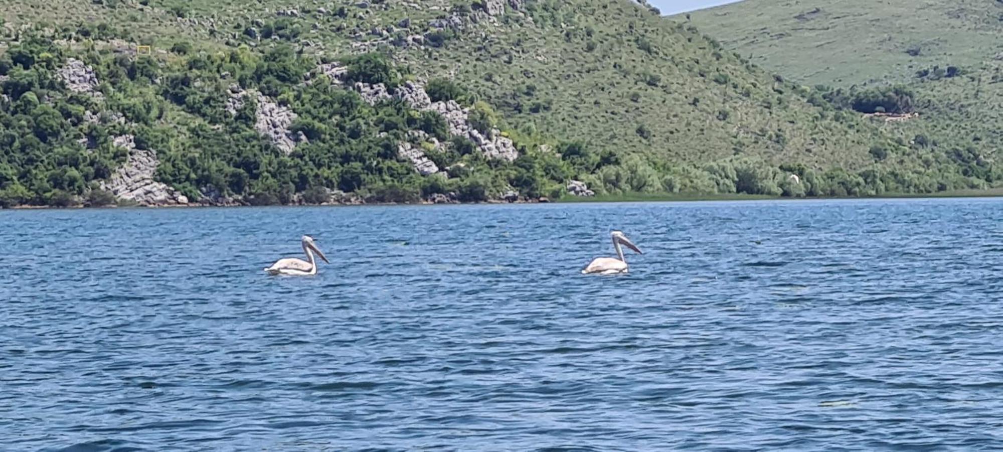Holiday Home Haustor With Skadar Lake View Podgorica Kültér fotó
